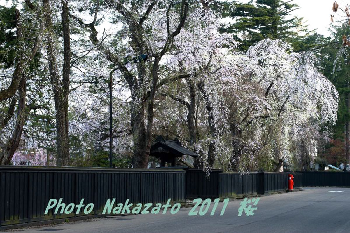 角舘の桜